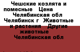 Чешские козлята и помесные › Цена ­ 15 000 - Челябинская обл., Челябинск г. Животные и растения » Другие животные   . Челябинская обл.